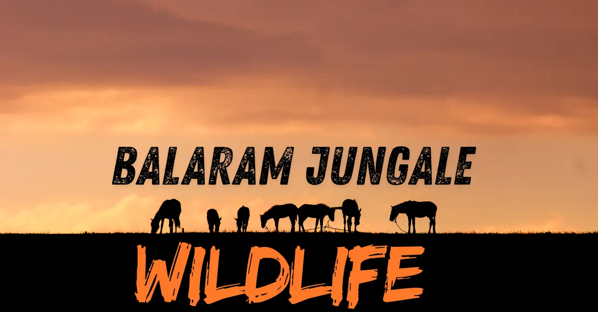 balaram jungle